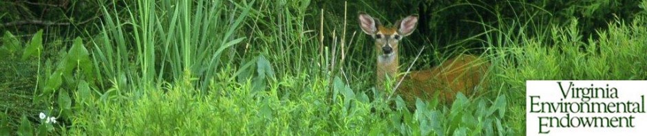 Virginia Environmental Endowment